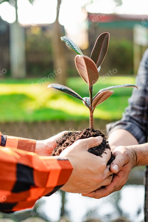 Preview: World environment day afforestation nature and ecology concept The hands of a young male volunteer a