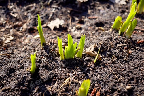 Preview: new sprouts in springtime