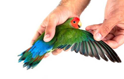 Preview: lovebird in studio