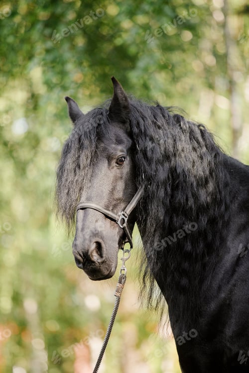 Preview: Beautiful Andalusian horse in field.
