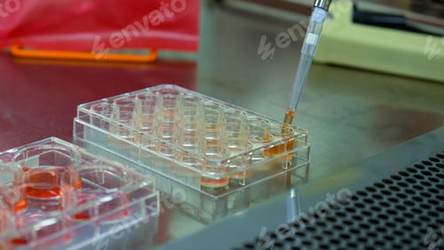 Preview: Science and Biotechnology, Laboratory Research, Cell Culture. Cells Biological Culture Concept