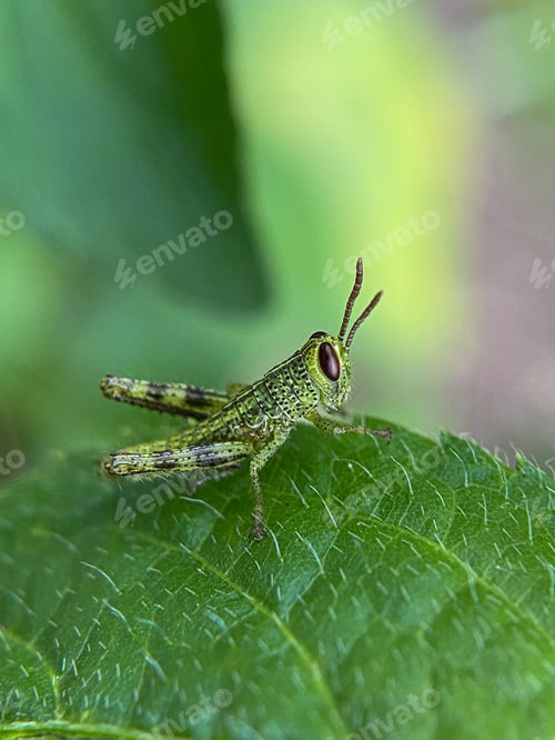 Preview: Baby grasshopper on leaves