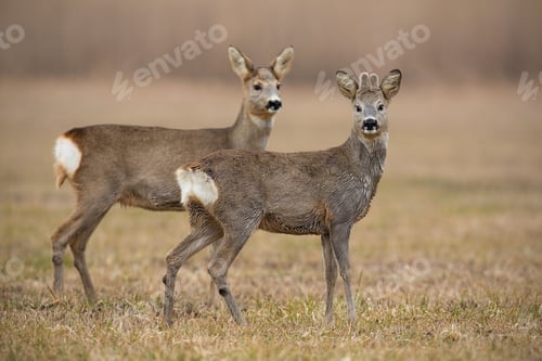Preview: Roe deer, capreolus capreolus, in spring with dry grass blurred in background