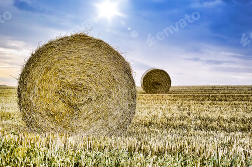 Preview: Harvest