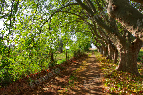 Preview: 54059,Treelined dirt road, Alentejo, Portugal