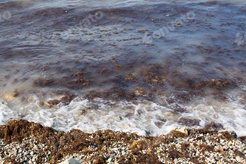 Preview: Dirty sea wave nailed to shore old dirty algae.