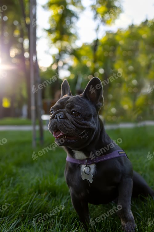 Preview: beautiful dog breed french bulldog pricked up and looks intently to the side