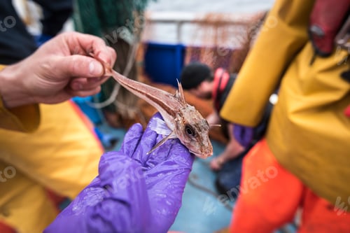 Preview: Sample catch of fish on research ship
