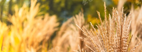 Preview: Silver grass flower blowing in the wind. Beautiful spring tall grass flower swaying by blowing wind