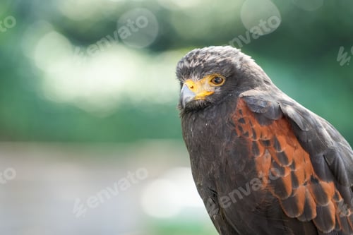 Preview: Closeup of a beautiful wild grey Hawk on a blurry green bokeh light background