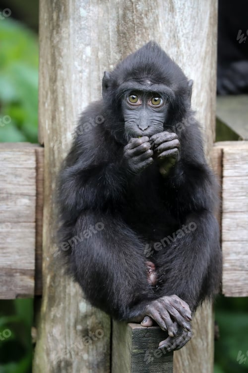 Preview: Crested Macaque baby (Macaca Nigra)