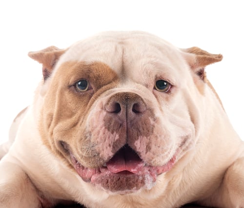 Preview: american bully in studio