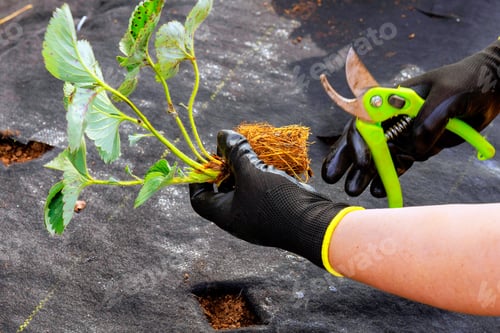 Preview: Before planting strawberry bush, a gardening expert in gloves cuts off excess roots with scissors.