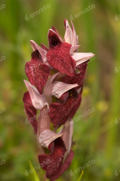 Preview: orchid (serapias sp.)