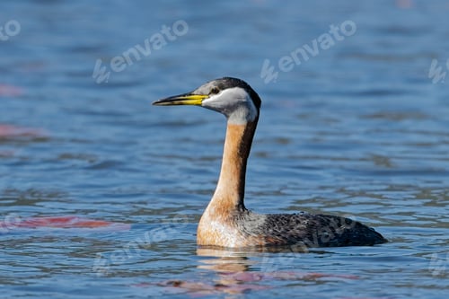 Preview: Red-necked grebe swims in open water.
