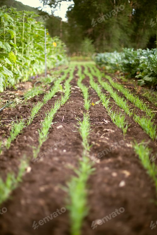 Preview: A vegetable garden bed. Planted with rows of green shoots,seedlings and plants