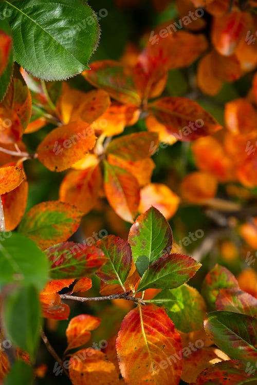 Preview: Vibrant autumn leaves in shades of red, orange, and green.