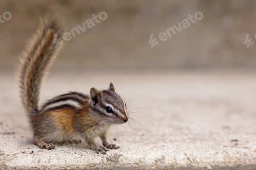 Preview: Alert Least Chipmunk Tamias minimus