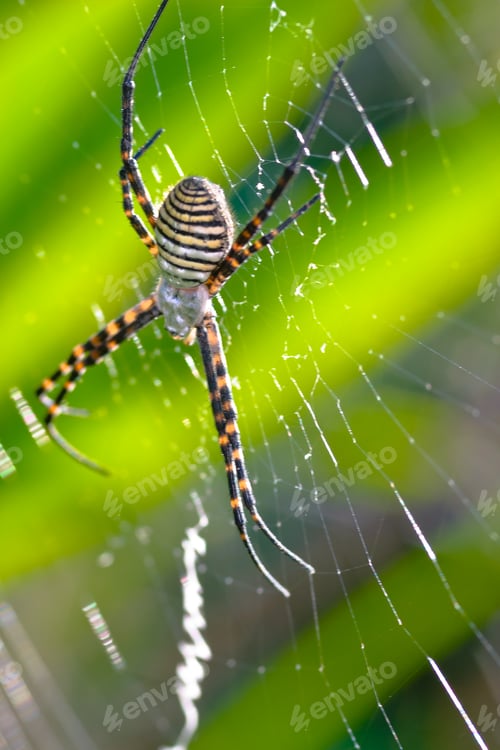 Preview: Spider, Argiope bruennichi