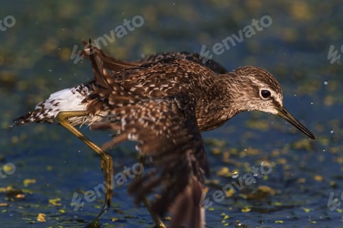 Preview: black tailed godwit