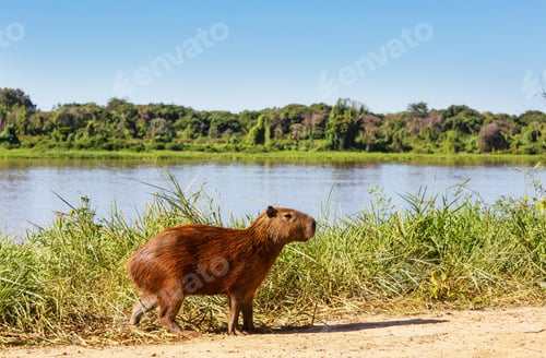 Preview: Capybara