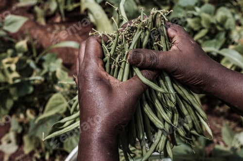 Preview: French Beans Food Green Plants Vegetation Kenya East Africa