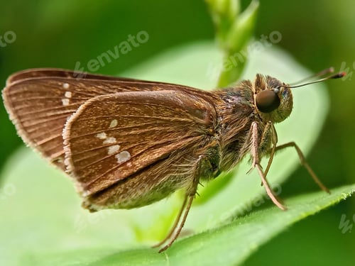 Preview: Skipper butterfly