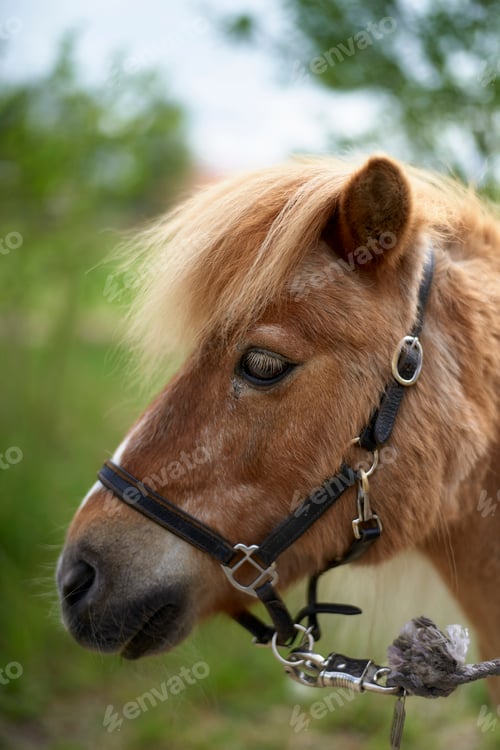 Preview: Close-up of a brown pony with a bridle outdoors on a sunny day. Brandenburg, Germany