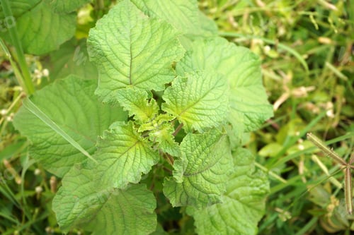 Preview: Wild plants, Nature background.