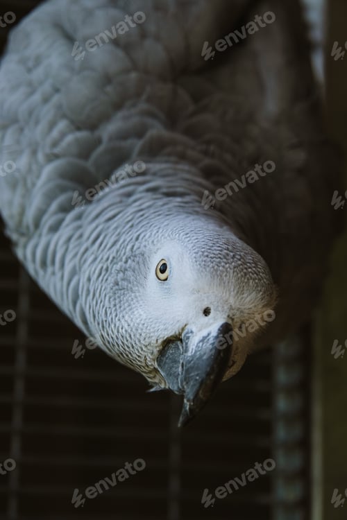 Preview: Parrot