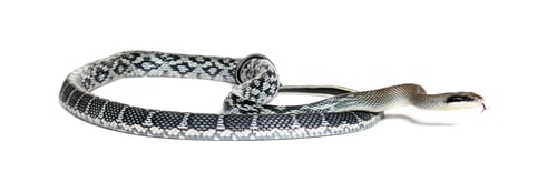 Preview: beauty rat snakesticking its forked tongue out to smell, Elaphe taeniura