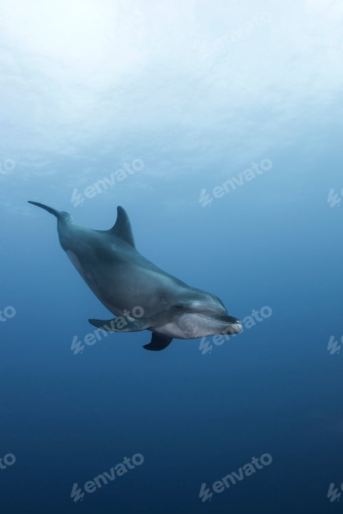 Preview: Atlantic Bottle Nose Dolphins (Tursiops Truncatus) Socorro Island, Mexico