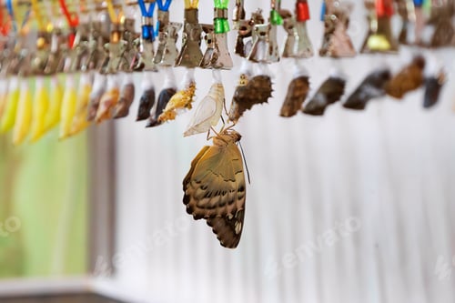 Preview: Selective focus newly emerged butterfly drying wings among chrysalises and cocoons