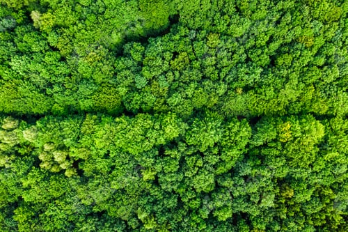 Preview: Top down view of green trees. Aerial view of naure