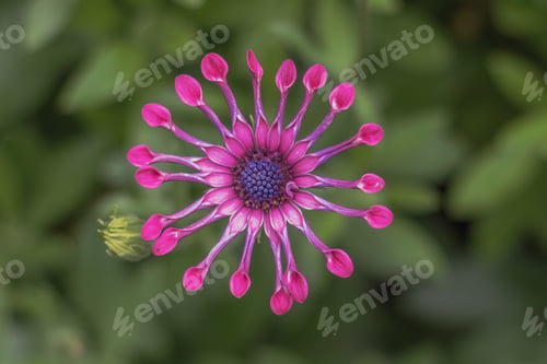 Preview: Bright pink flower Osreospermum in the Botanical Garden