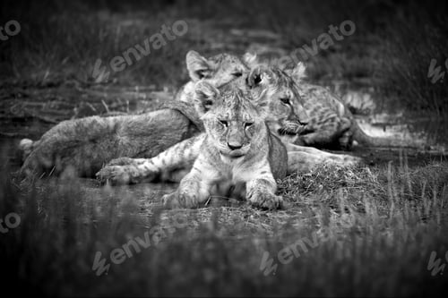 Preview: Grayscale shot of a maneless lion family lying on the grass in Tanzania