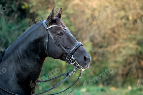 Preview: riding girl and horse