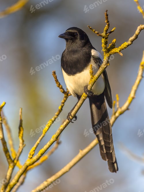 Preview: Eurasian magpie in light of setting sun