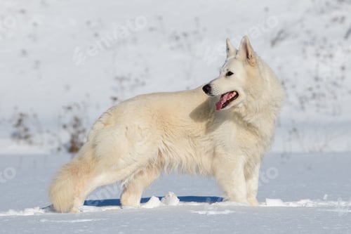 Preview: White Swiss Shepherd dog running on snow