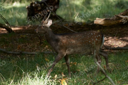Preview: Sika deer (Cervus nippon)