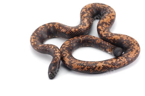 Preview: snake Ground Python isolated on white background