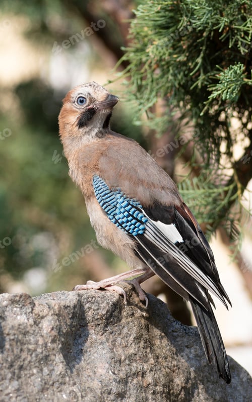Preview: Eurasian Jay bird showing bright blue wing feathers perched on a rock