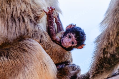 Preview: Two monkeys and their baby sit on a railing by the sea in the midday sun.