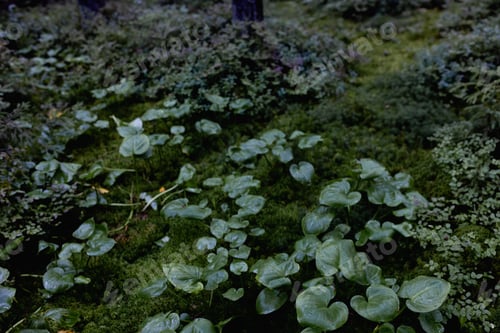 Preview: varied beautiful forest vegetation in daylight