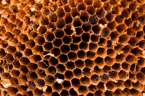 Preview: Texture of honeycomb. Natural abstract background.