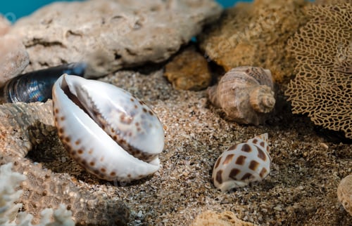 Preview: Tiger Cowrie Shell on the sand underwater