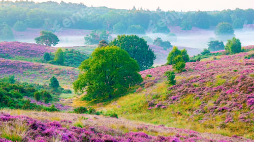 Preview: Blooming Heather fields, purple pink heather in bloom, blooming heater in the Netherlands
