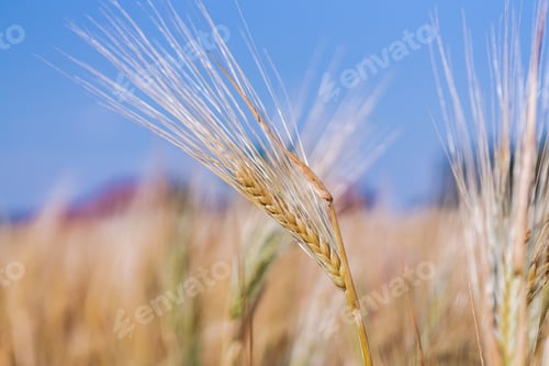 Preview: Soft common Wheat field in summer against blue sky , natural background