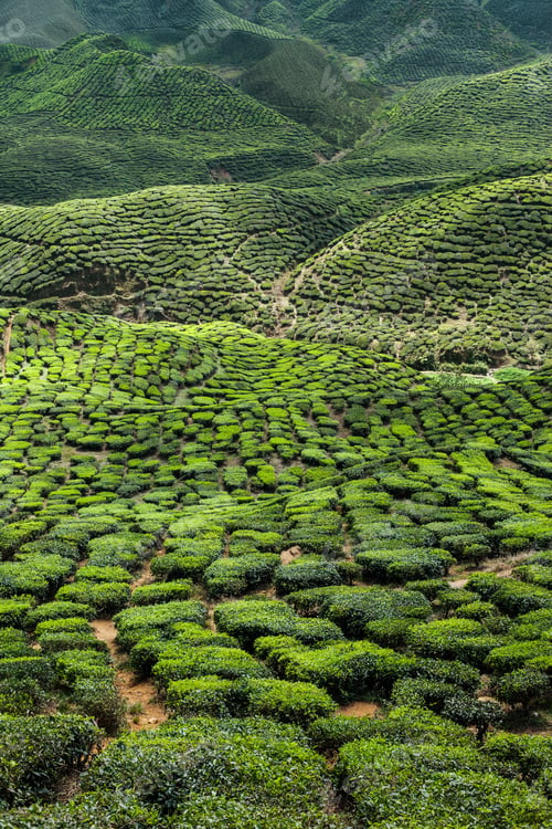 Preview: Tea plantation in the mountains