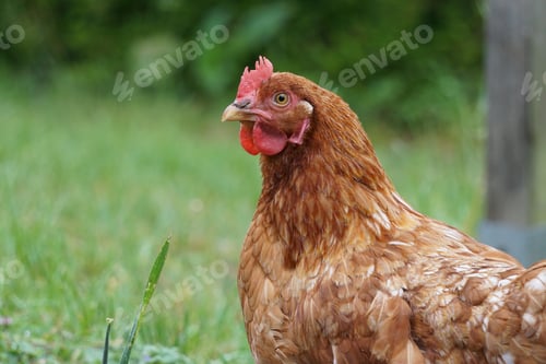 Preview: Selective focus shot of a red chicken in the garden